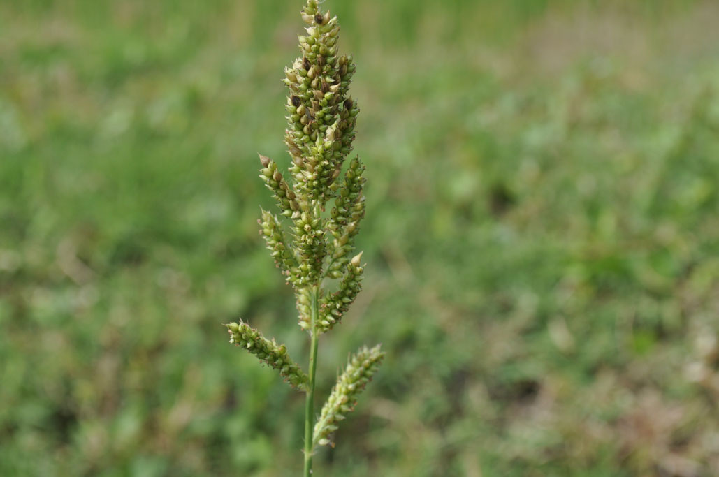 Echinochloa colonum